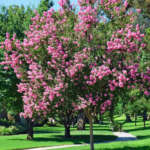 The Myth & Mystery of Myrtle Murder