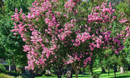 The Myth & Mystery of Myrtle Murder