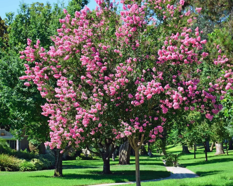 The Myth & Mystery of Myrtle Murder