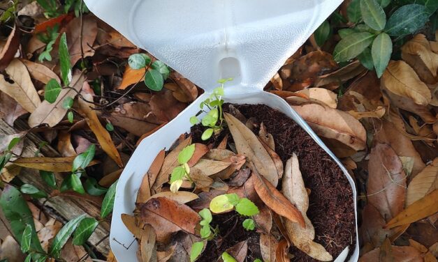 Baby It’s Cold Outside: Cold Stratification