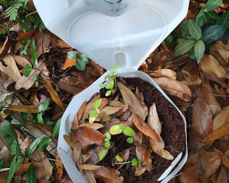 Baby It’s Cold Outside: Cold Stratification