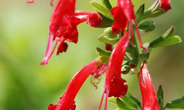 Perennials for Pollinators