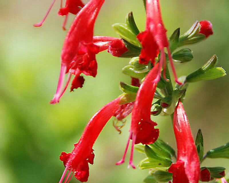 Perennials for Pollinators