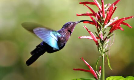 Coastal Discovery Museum Hosts Native Plant Sale