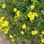 The Weed That Conquered the World