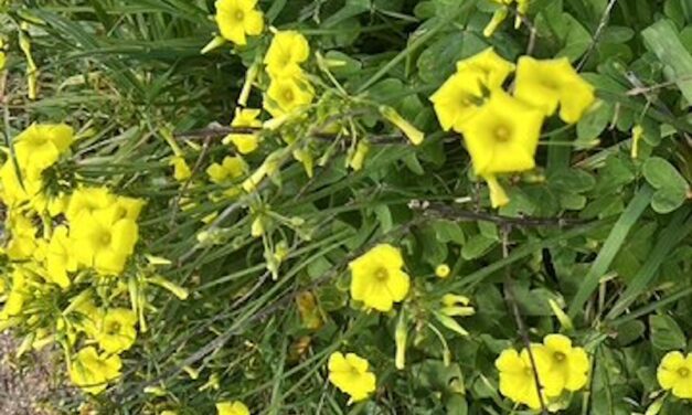 The Weed That Conquered the World