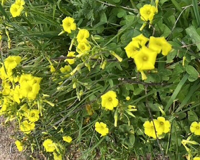 The Weed That Conquered the World