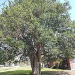 Noisy Birds, Texas Bluebonnets, and Live Oaks