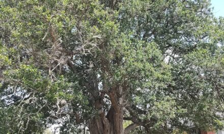 Noisy Birds, Texas Bluebonnets, and Live Oaks
