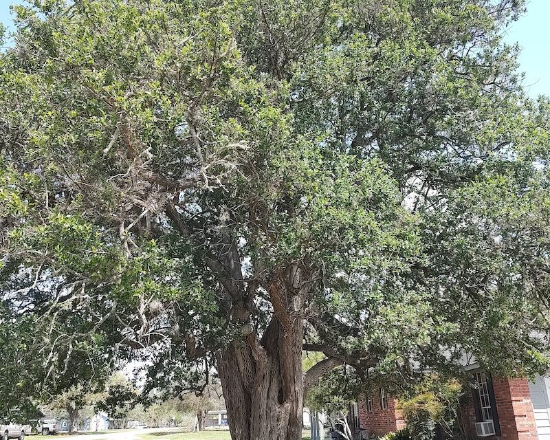 Noisy Birds, Texas Bluebonnets, and Live Oaks