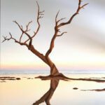 ‘Moments of Stillness’ Featuring Carol Dulude