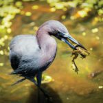 A Feathered Focus