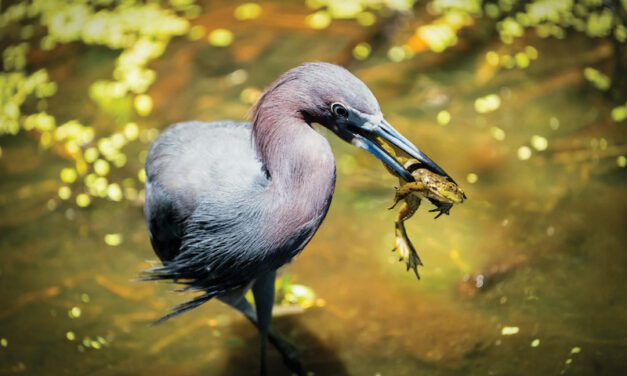 A Feathered Focus