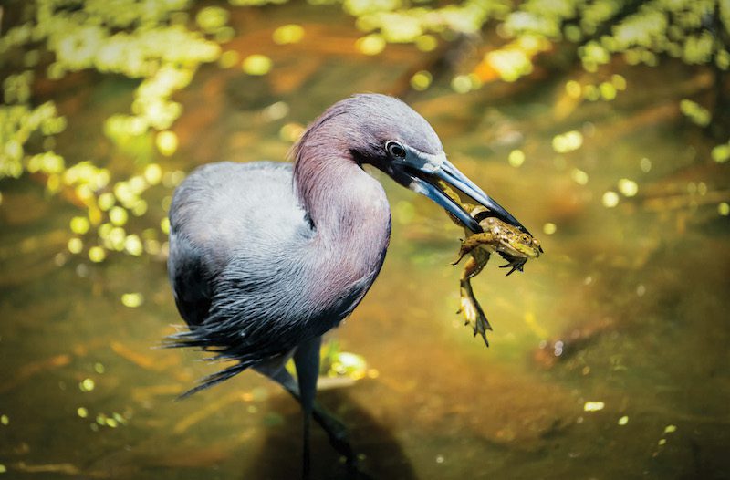 A Feathered Focus