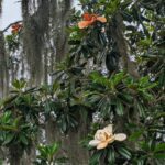 Consider the Blossoms