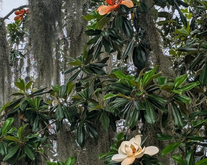 Consider the Blossoms