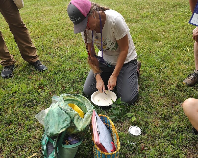 Foraging for Fun, Flavor, and Pharmacy